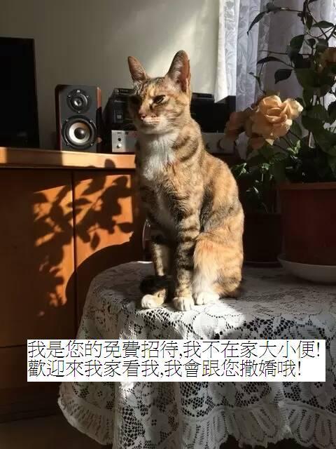 Star House Vandrehjem Taipei Eksteriør billede